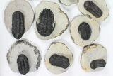 Lot: Assorted Devonian Trilobites - Pieces #80637-1
